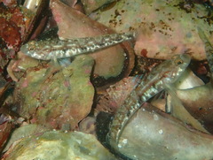 Pomatoschistus pictus
