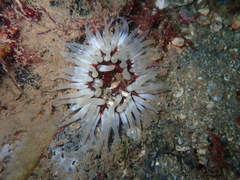 Urticina felina