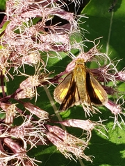 Polites peckius