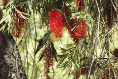 Thalurania furcata