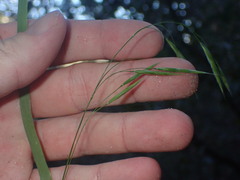 Bromus ciliatus