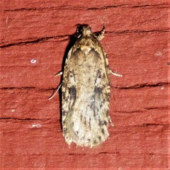 Agonopterix pulvipennella