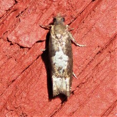 Eucosma parmatana