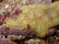 Botryllus