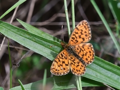 Boloria dia