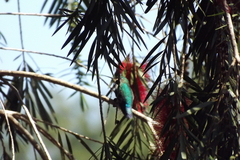 Thalurania furcata