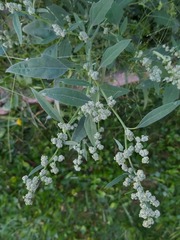 Atriplex patula