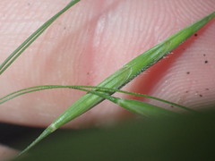 Bromus ciliatus