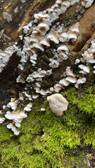 Crepidotus alabamensis
