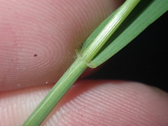 Bromus ciliatus