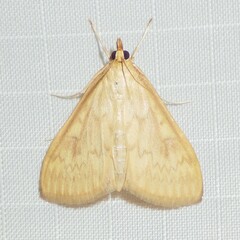 Ostrinia nubilalis