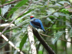Chiroxiphia caudata