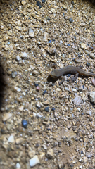 Lissotriton vulgaris