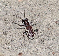 Cicindela lengi