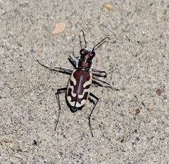 Cicindela lengi