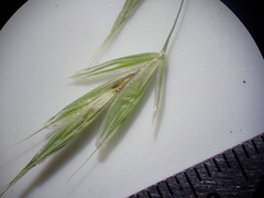 Bromus ciliatus