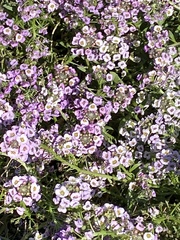 Lobularia