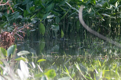 Tachybaptus dominicus