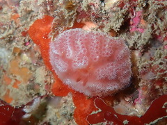 Aplidium elegans
