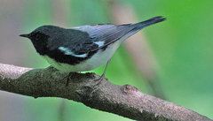 Setophaga caerulescens