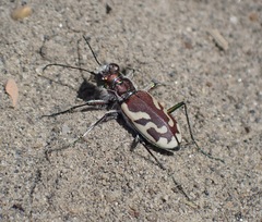 Cicindela lengi