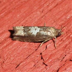Eucosma parmatana