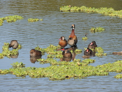 Amazonetta brasiliensis