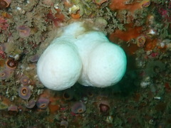 Alcyonium digitatum