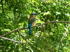 Eumomota superciliosa