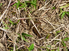 Schistocerca pallens