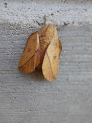 Syssphinx bisecta