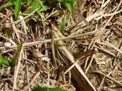 Schistocerca pallens