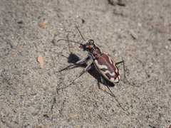 Cicindela lengi