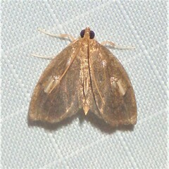 Perispasta caeculalis