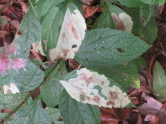 Calycomyza flavinotum