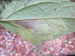 Calycomyza flavinotum