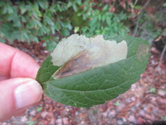 Calycomyza flavinotum