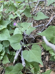 Mirabilis oxybaphoides