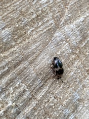 Ischyrus quadripunctatus