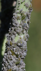 Brevicoryne brassicae