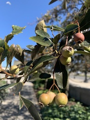 Crataegus crus-galli