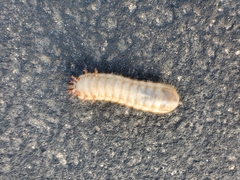 Cotinis mutabilis