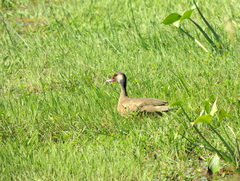Amazonetta brasiliensis