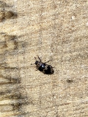 Ischyrus quadripunctatus