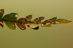 Aspilanta argentifera