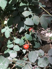 Rosa californica