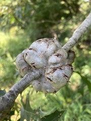 Callirhytis quercuscornigera