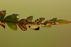 Aspilanta argentifera