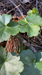Heuchera pulchella