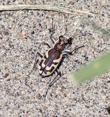 Cicindela lengi